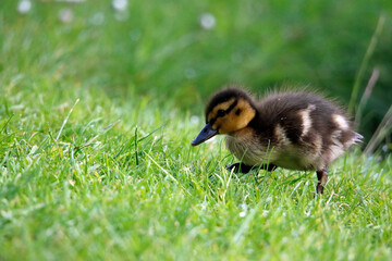 Mallard ducklings out exploring the river