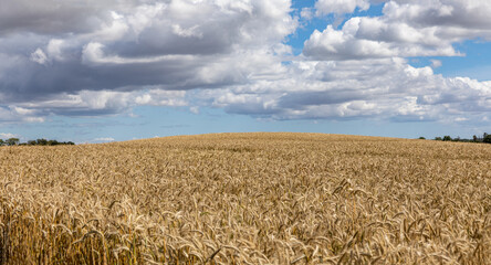 wheat field with blue sky and clouds