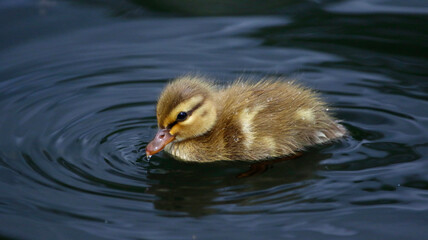 Mallard ducklings out exploring the river
