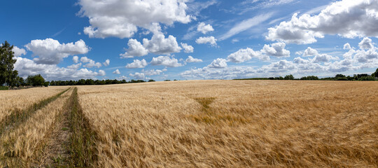 wheat field with blue sky and clouds