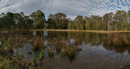 Beautiful panoramic view of a pond with wild grass, tall trees in the background and a deep blue puffy sky, Rouse Hill Regional Park, Rouse Hill, New South Wales, Australia