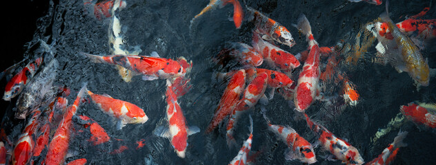 red white Japanese carp in dark water animal pet nature banner background