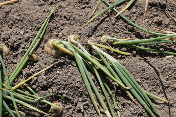Obraz premium Green onions grow on an earthen bed in a vegetable garden