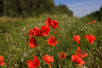 Red poppies on green field, sky and clouds