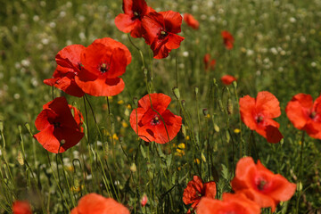 Poppies on the field, close-up, sunset.