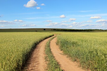 Fototapeta na wymiar Field road through fields with wheat