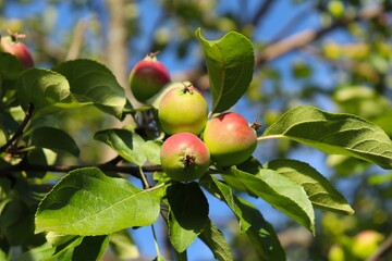 
Apples on a branch against a blue sky