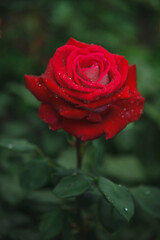 red rose with water drops