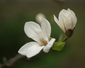 white magnolia flower