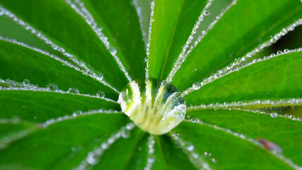 Fototapeta na wymiar Dewdrop on a green leaf. Leaves with a drop of rain macro.