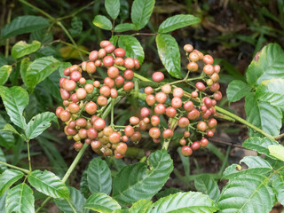 Bandicoot berries (Leea indica) ripening on tree