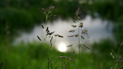 thin tips of the plant on a blurred background