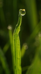 dew on a vertical blade of grass