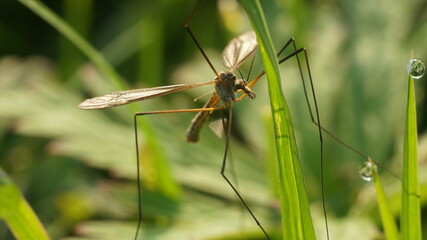 a long-legged insect in the grass