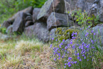 Lila Blümchen vor einer Steinmauer