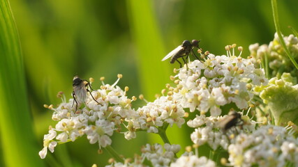 flies feed on nectar on the flower in the morning