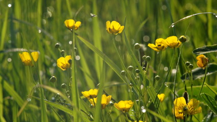 meadow with flowers and flying insects