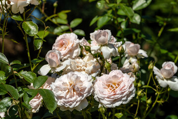 Obraz na płótnie Canvas White Roses on the Branch in the Garden