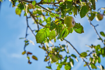 Apple on trees in fruit garden in a summer day