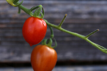 Tomaten an einem Tomatenstrauch im Garten