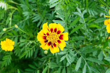 beautiful marigold flower