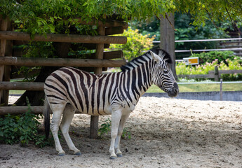 Zebra at the zoo in Cracow. Poland