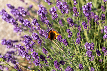 Colorful Butterfly on the blooming lavender flowers