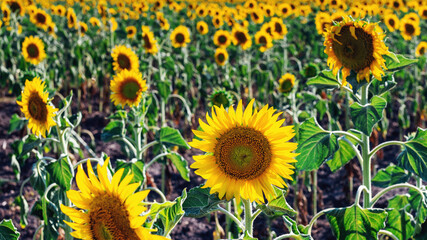 Fototapeta premium Yellow field of summer sunflowers against a light