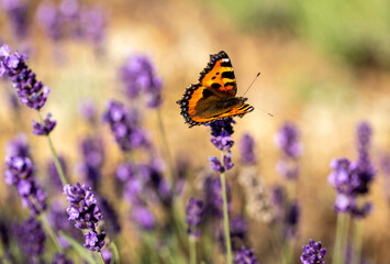 Fototapeta premium Colorful Butterfly on the blooming lavender flowers