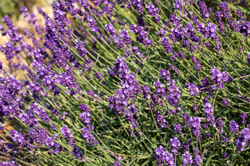  the blooming lavender flowers in Provence, near Sault, France
