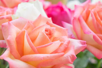 Blooming sweet pink and orange roses texture background