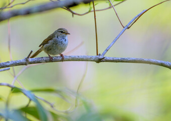 Obraz premium 地味なウグイス