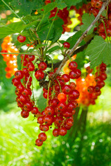Rote Johannisbeeren (Ribes) am Strauch, Nordrhein-Westfalen, Deutschland, Europa