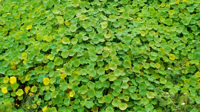 Centella asiatica cluster of biennial plant. The leaf is similar to lotus leaf kidney-shaped clusters of small leaves, wavy flowers swaying with the wind