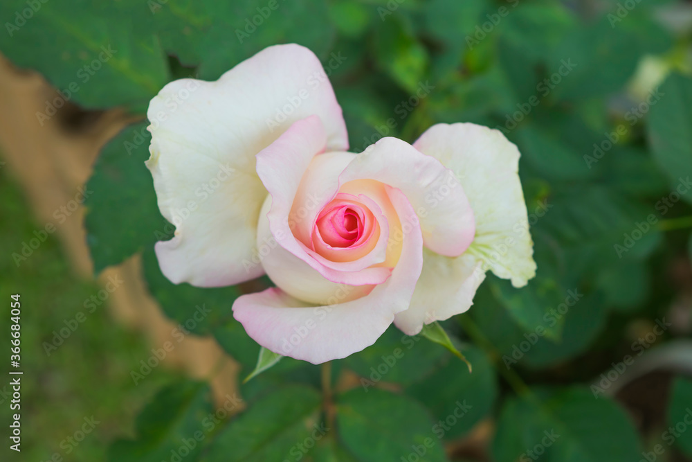 Wall mural Blooming young pink rose texture in rose  garden