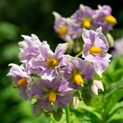 Blüten der Kartoffel (Solanum tuberosum), Nordrhein-Westfalen, Deutschland, Europa