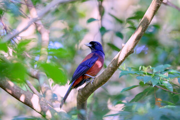 美しいルリカケス