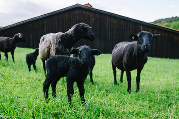 Naklejka na ściany i meble Schwarzes Lamm mit Familie auf der Weide