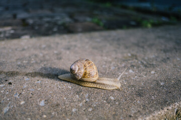 Nahaufnahme Weinbergschnecke auf Steinboden