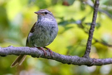 地味なウグイス