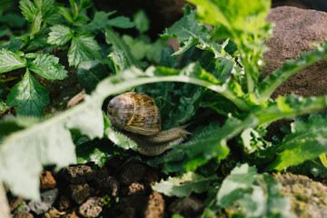 Weinbergschnecke zwischen Blättern