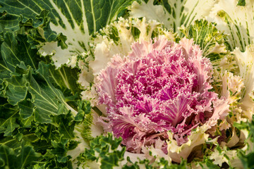 Fragment of decorative colourful cabbage in the garden illuminated by the sun.
