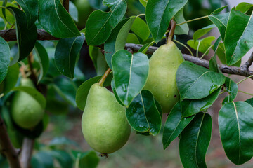 Close Up Pear Branch With Waterdrops on Fruits