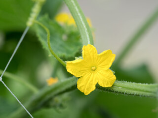 キュウリの雄花

