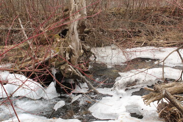 Fallen tree roots in the water at Rock Creek Montana