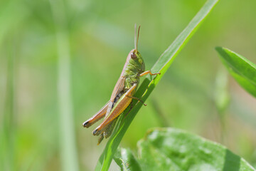 The meadow grasshopper crawling on green leaf macro photo