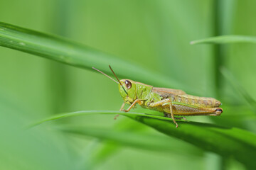 Camouflage of green meadow grasshoppers in the grass