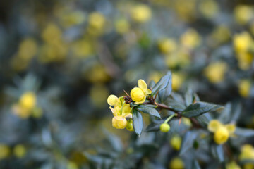 Wintergreen barberry