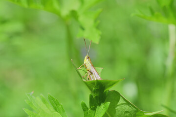 The meadow grasshopper crawling on green leaf macro photo