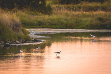 Black-winged stilt eating in the the water in the marshland of the Olonne area in Vendee, France
